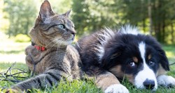 Konačno znamo odgovor na pitanje jesu li u životu sretniji vlasnici pasa ili mačaka