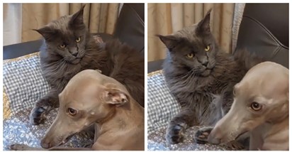 VIDEO Mačka i pas sjedili su skupa na kauču, njezin izraz govori sve