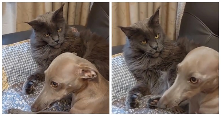 VIDEO Mačka i pas sjedili su skupa na kauču, njezin izraz govori sve