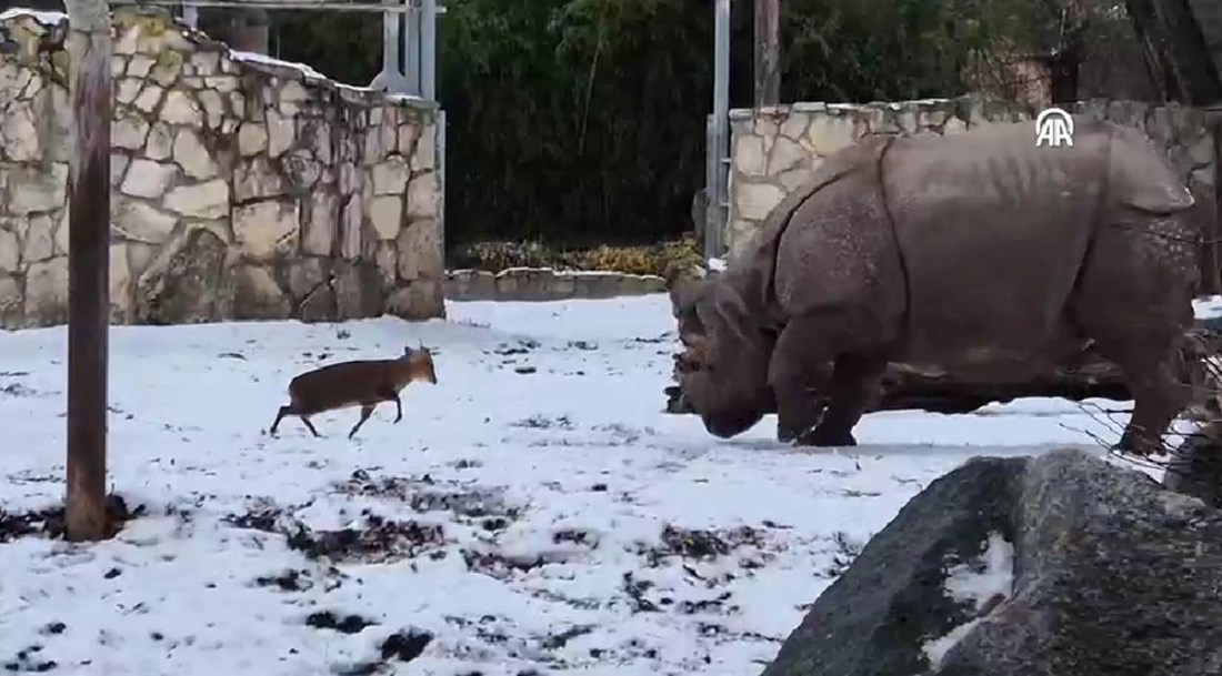 Snimka iz Poljske: Sićušni jelen nasrnuo na 1,7 tona teškog nosoroga