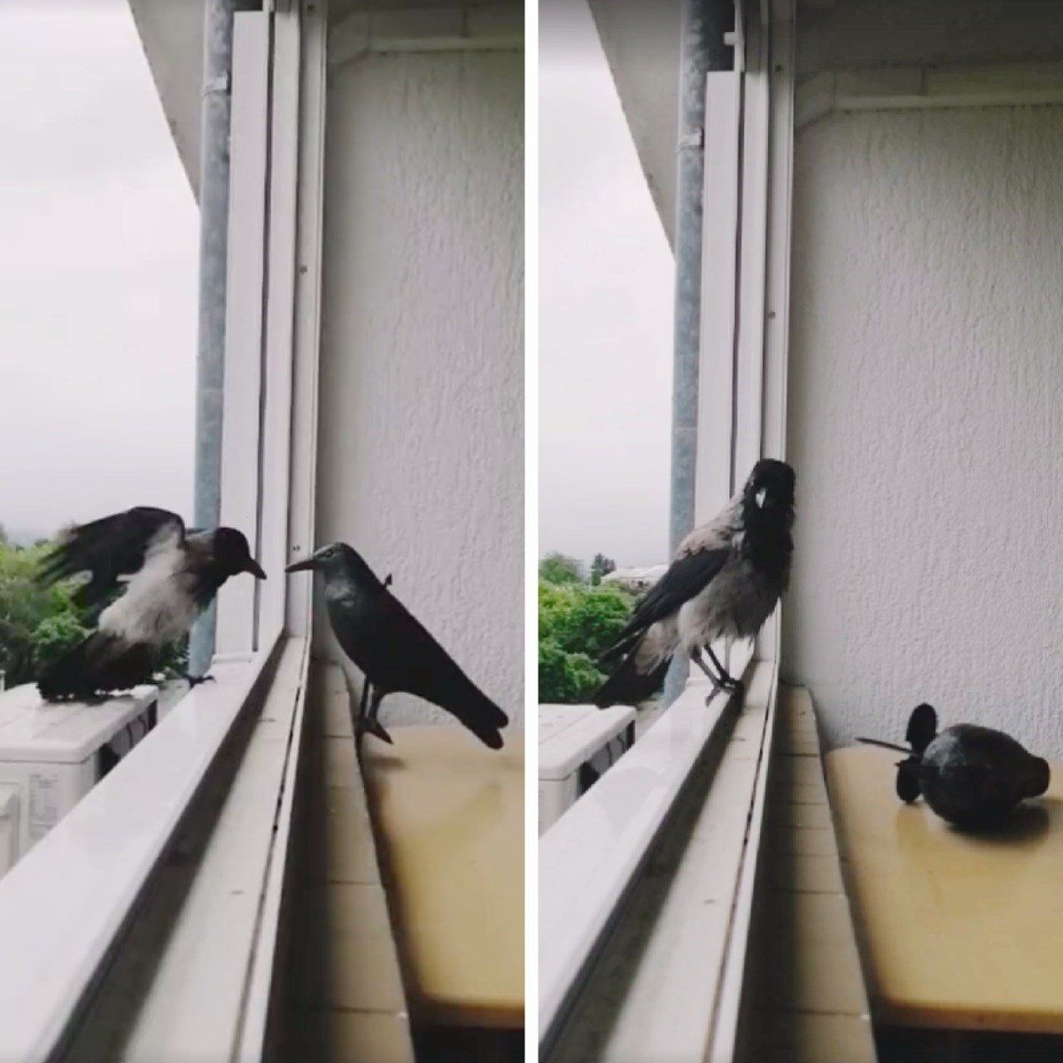VIDEO Zagrepčanka postavila plastičnu vranu da otjera golubove, došle joj prave vrane