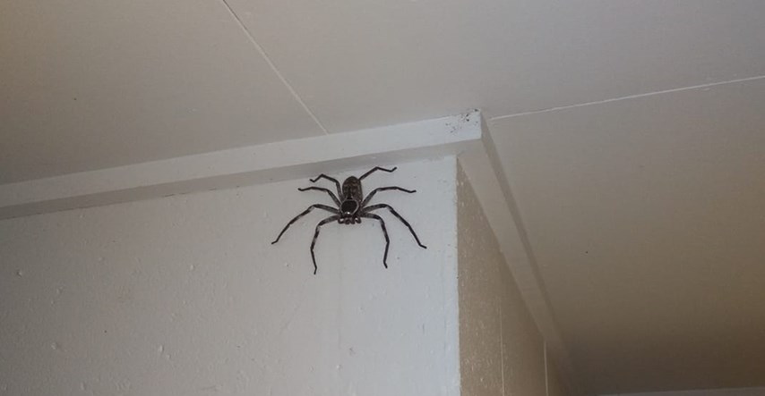 Žena godinu dana živi s divovskim paukom: Kreće se po kući i jede sve kukce
