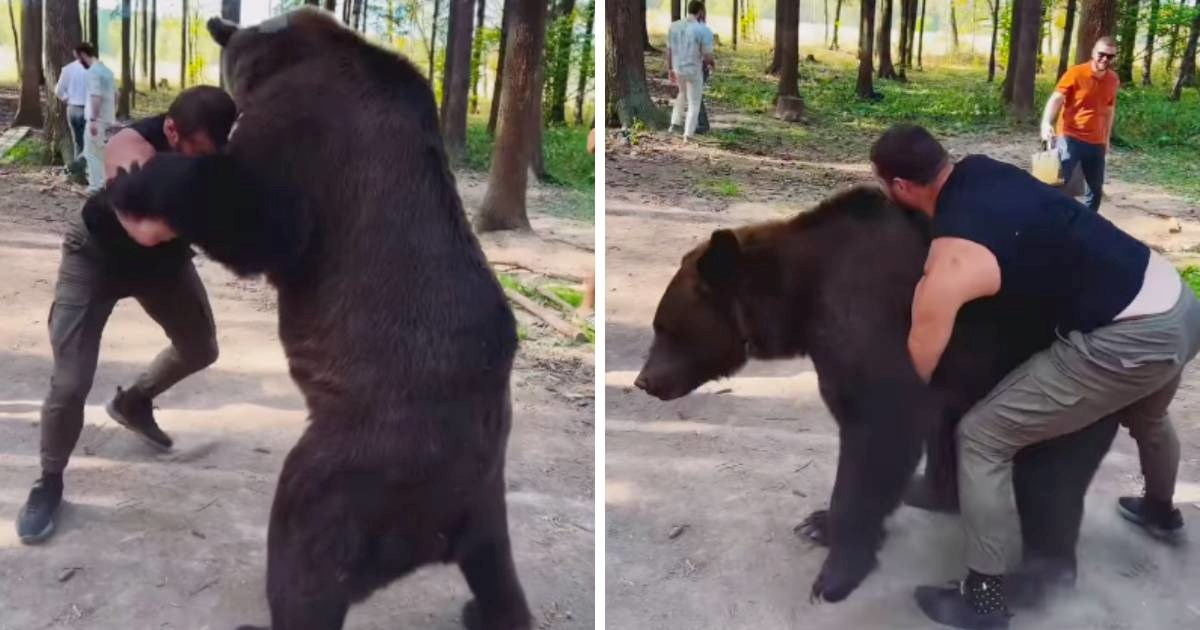 Pogledajte kako se ruski boksač hrva s medvjedom