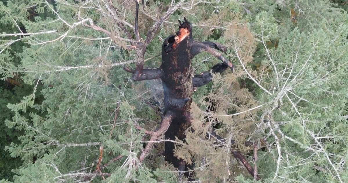 Danima gori jedno od najviših i najstarijih stabala na svijetu