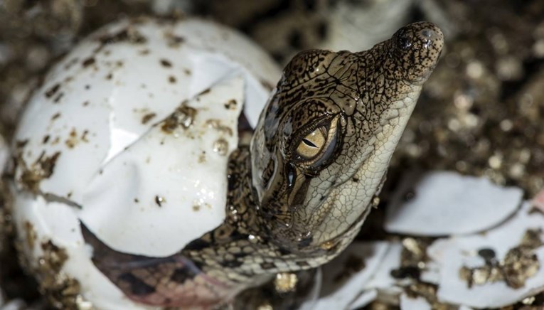 Ženka krokodila se razmnožila bez mužjaka. Možda su to mogli i dinosauri