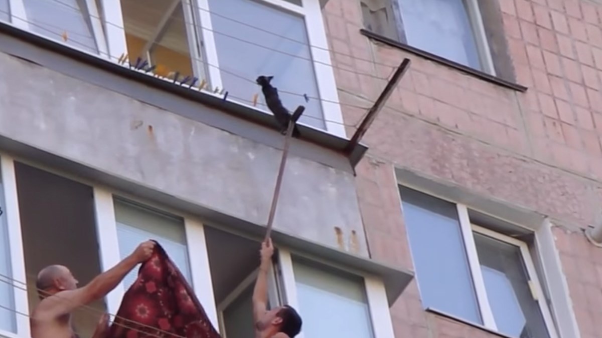 Spasili su mačku koja se zapetljala u žicu za sušenje
