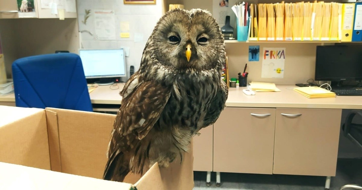 ZET-ovac na posljednjoj noćnoj vožnji zaustavio bus i spasio ozlijeđenu sovu