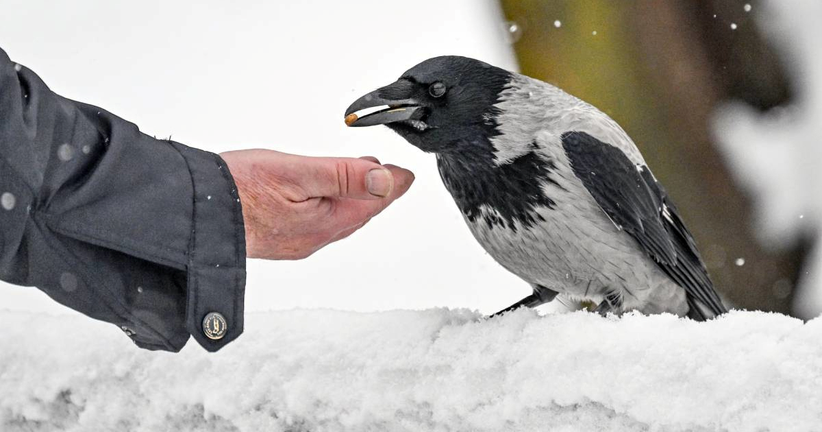 Snalažljive ptice: Kako vrane preživljavaju zimu u Zagrebu