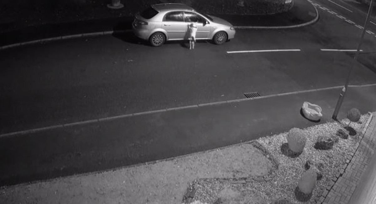Pas očajnički pokušavao ući u auto vlasnika koji su ga izbacili nasred ceste