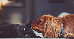 Saznajte tko je sretniji - vlasnici pasa ili mačaka