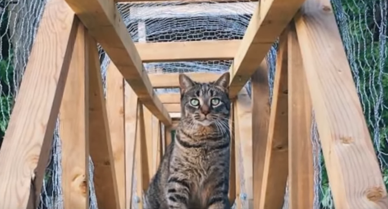 Sagradio veličanstvenu "kućicu" da bi njegove mačke sigurno otkrivale svijet
