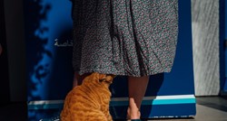 Mačja komunikacija: Zašto se mačke češu o naše noge?