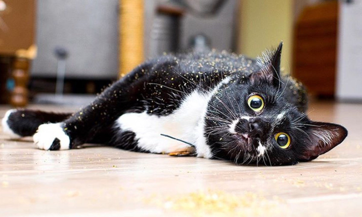 Mačja metvica - biljka od koje mačke postanu luckaste i smiješne