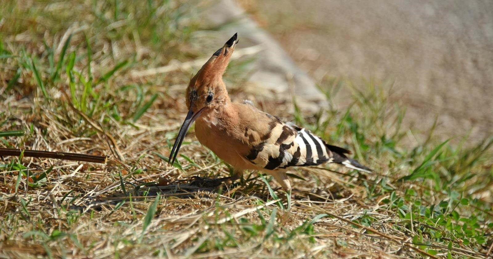 Na pulskom šetalištu šepurio se simpatični pupavac. Jeste ikad vidjeli takvu pticu?