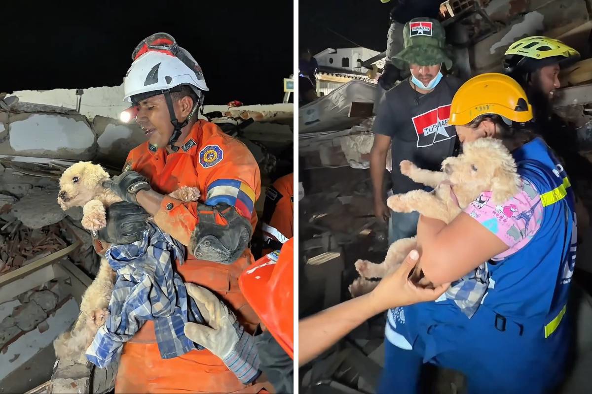 Psić spašen iz ruševina u Venezueli pet dana nakon potresa