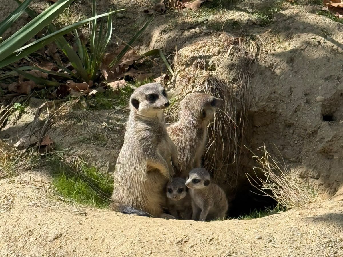 Prinove u ZOO Zagreb: Okotila su se dva mladunca merkata