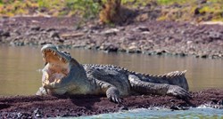 Znate li zašto se krokodili odmaraju sa široko otvorenim ustima?