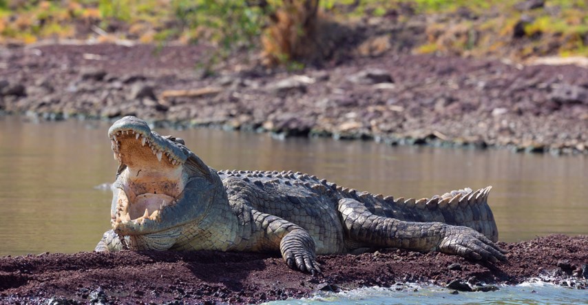 Znate li zašto se krokodili odmaraju sa široko otvorenim ustima?