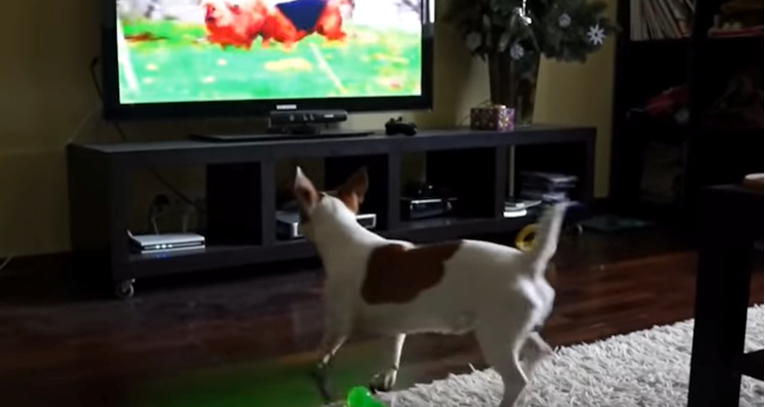 Ovi slatki psi obožavaju gledati TV, njihove reakcije sve govore