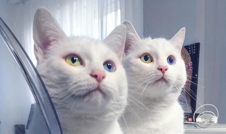 Ove dvije mace najljepše su blizanke na svijetu i prati ih 200 tisuća ljudi