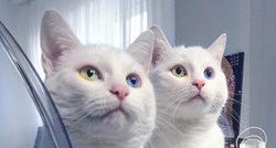 Ove dvije mace najljepše su blizanke na svijetu i prati ih 200 tisuća ljudi