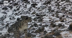 Objavljena izuzetno rijetka snimka najneuhvatljivije divlje mačke na svijetu
