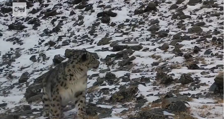 Objavljena izuzetno rijetka snimka najneuhvatljivije divlje mačke na svijetu