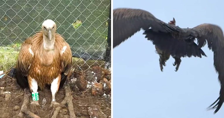 Bjeloglavi sup Grif se oporavio. Pogledajte snimku njegovog puštanja na slobodu