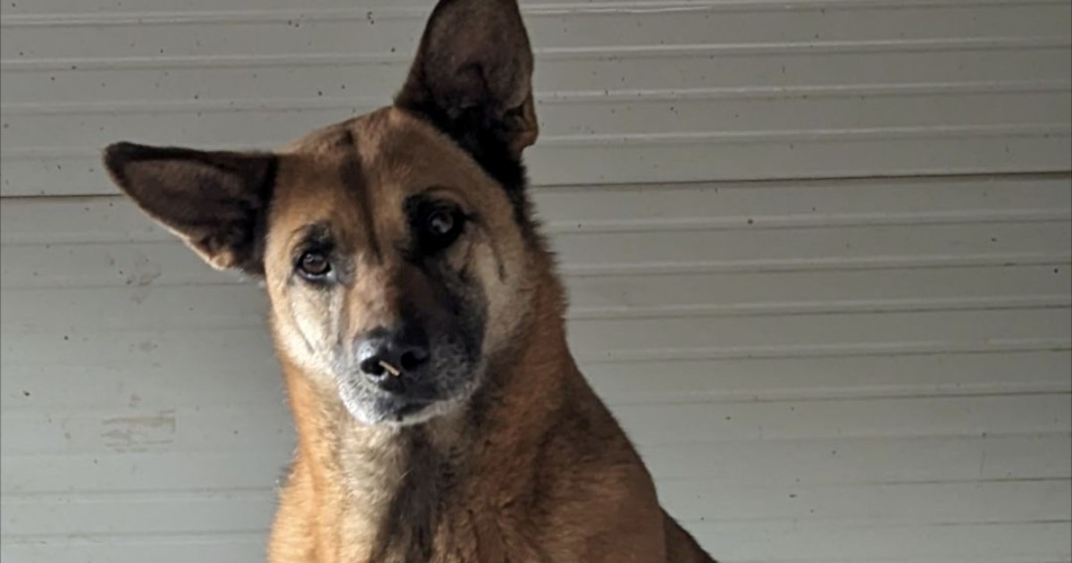 Sedam godina u azilu: Upoznajte Koli, nježnu njušku koja traži dom