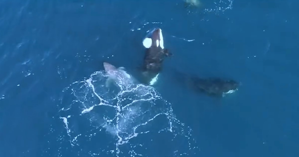 VIDEO Znanstvenici dronom snimili orke koje love velike bijele psine i jedu im jetru