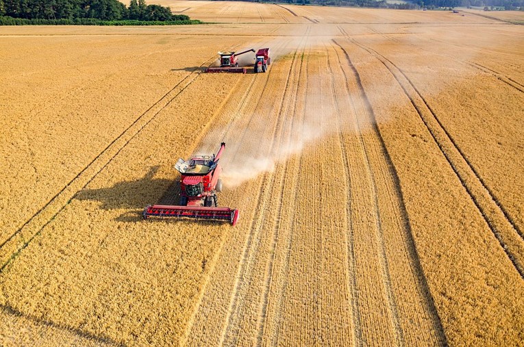 Argentina jedina odobrila genetski modificiranu pšenicu otpornu na sušu