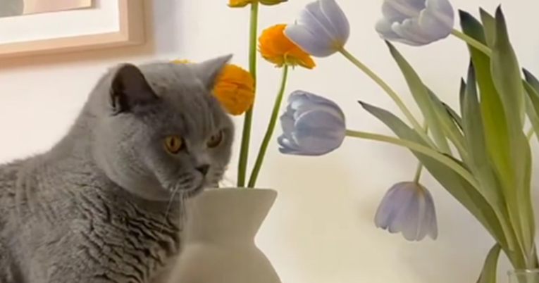 Vlasnica snimila mačku kako se igra s tulipanima, ljudi je upozorili: Neka to ne radi