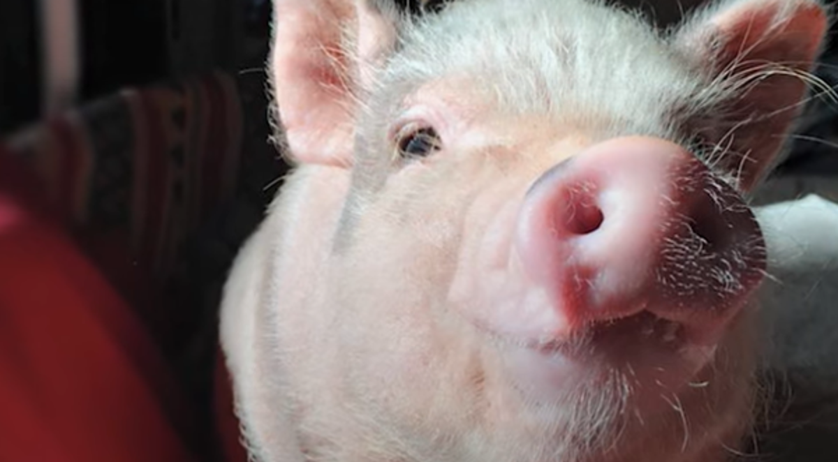 Spasila je maleno prase, no nije imala pojma što će se dogoditi nakon toga