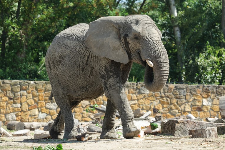 Slon provalio u restoran na Tajlandu