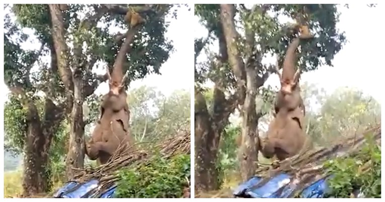 Slon nakon nekoliko pokušaja surlom dohvatio voćku s drveta pa zaradio aplauz