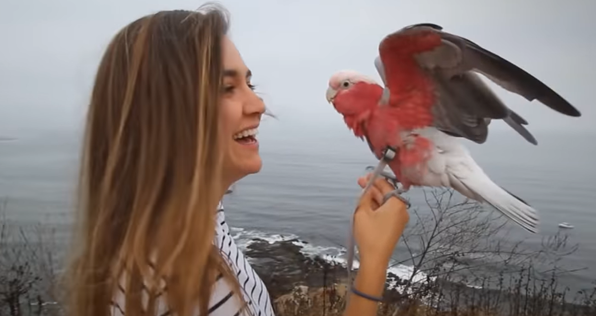 Djevojka nije imala pojma da će joj papiga ovoliko promijeniti život