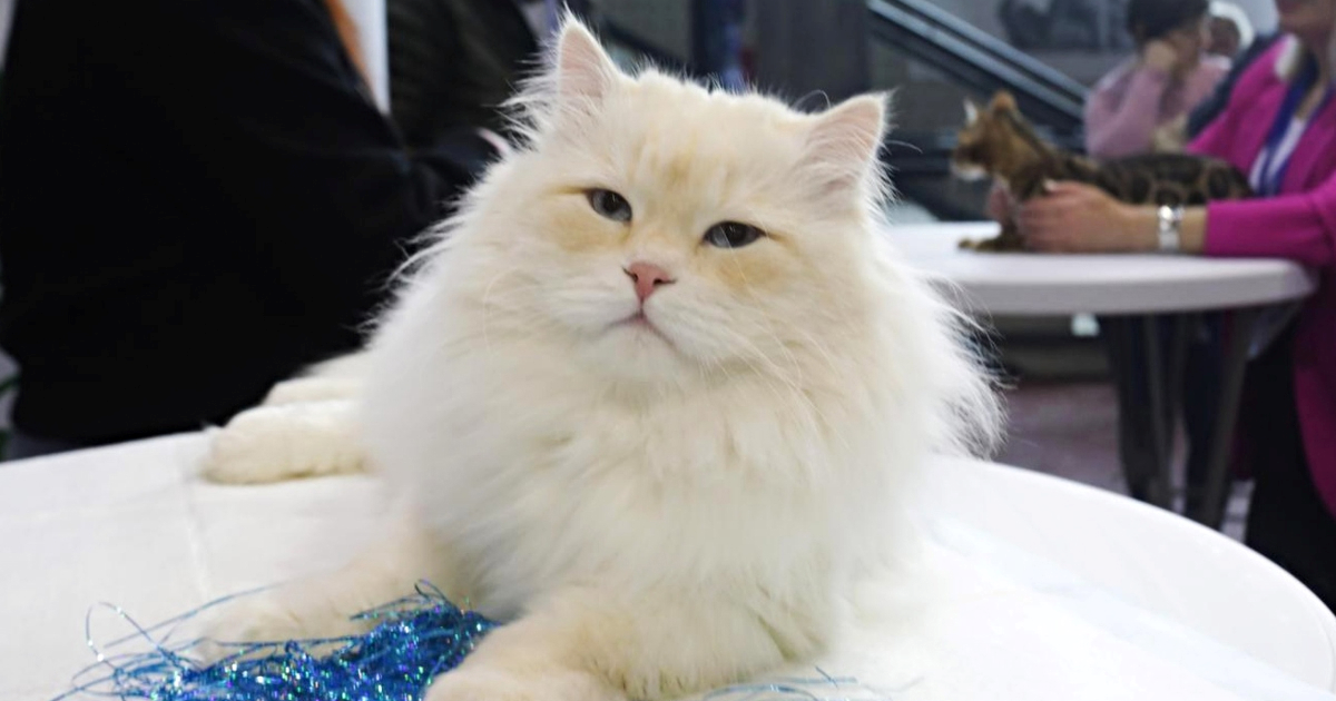 FOTO U Rijeci se održava Međunarodna izložba mačaka, sudionici su preslatki