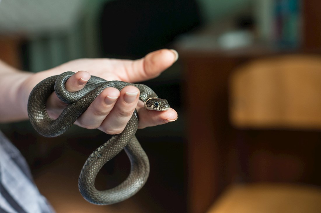 Zastupnici parlamenta BiH uočili zmiju kako gmiže po podu pa pobjegli iz dvorane