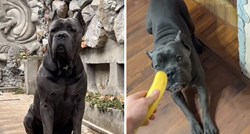 Pas Ice iz Srbije je zvijezda TikToka: Svi ga se boje, a on se boji banane