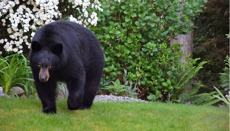Medvjed u SAD-u napao dječaka u dvorištu. Djed ga htio otjerati, udarao ga cijevima