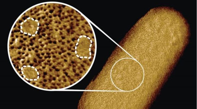 FOTO Pogledajte do sada najdetaljnije fotke bakterije u povijesti