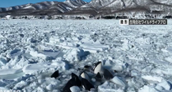 Jato kitova ubojica ostalo zarobljeno u ledu, nitko im ne može pomoći