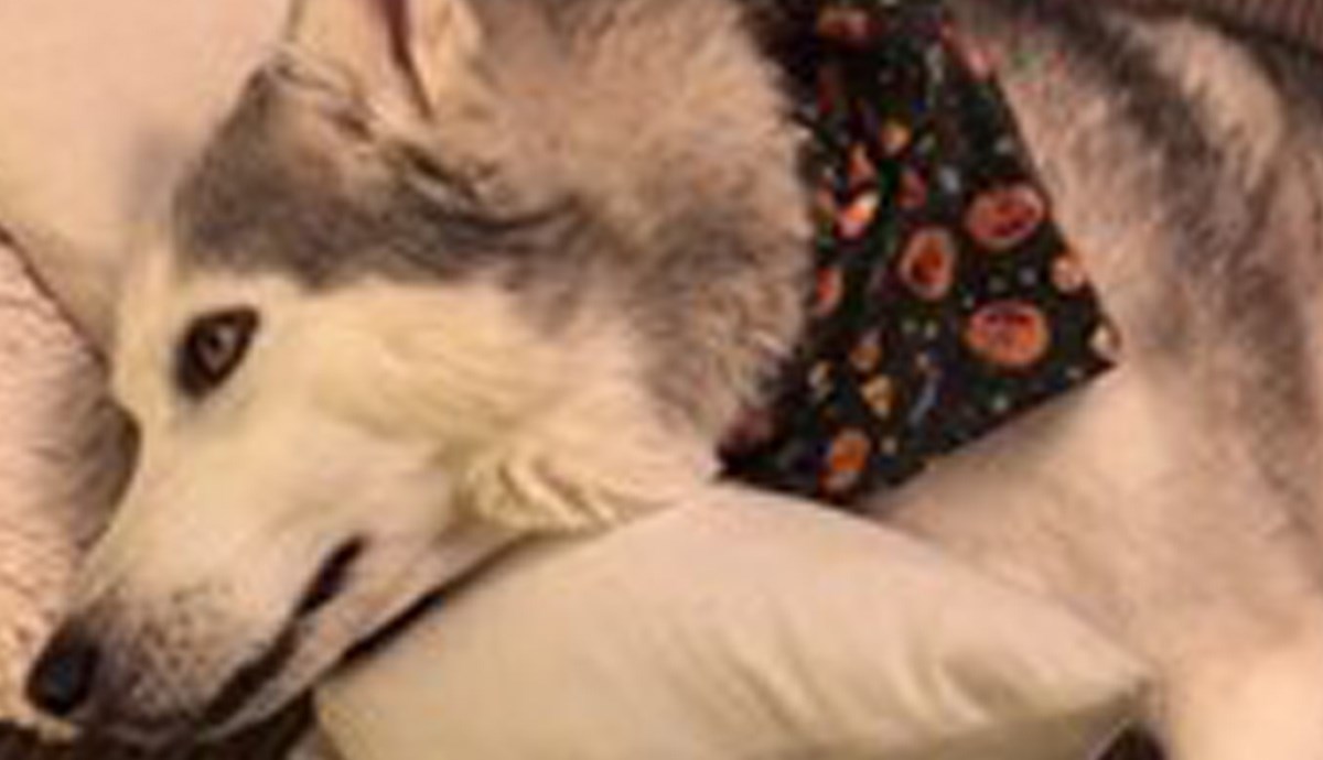 Vlasnica je haskija pitala je li napravio nered, a njegov "odgovor" je odličan