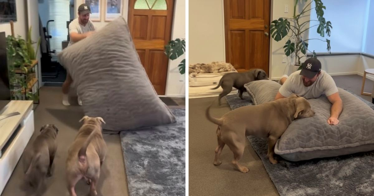 Vlasnik je pse iznenadio novim jastukom. Reakcija jednog od njih mami osmijeh na lice