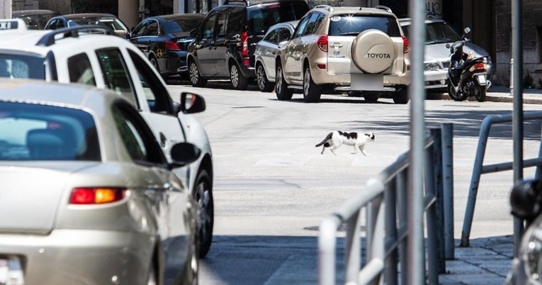Mačka u Splitu, s boljom kulturom od nekih ljudi, prešla cestu na pješačkom prijelazu