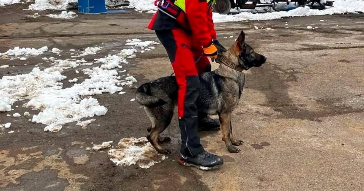 Dvogodišnjakinju u Srbiji pronašao je pas