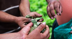 Proizvodnja koke u Kolumbiji neprestano raste, rješenje je radikalno