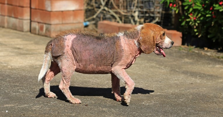 I psi mogu imati alopeciju. Evo što treba znati