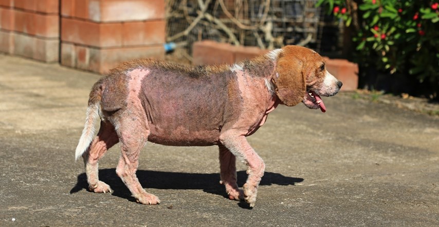 I psi mogu imati alopeciju. Evo što treba znati