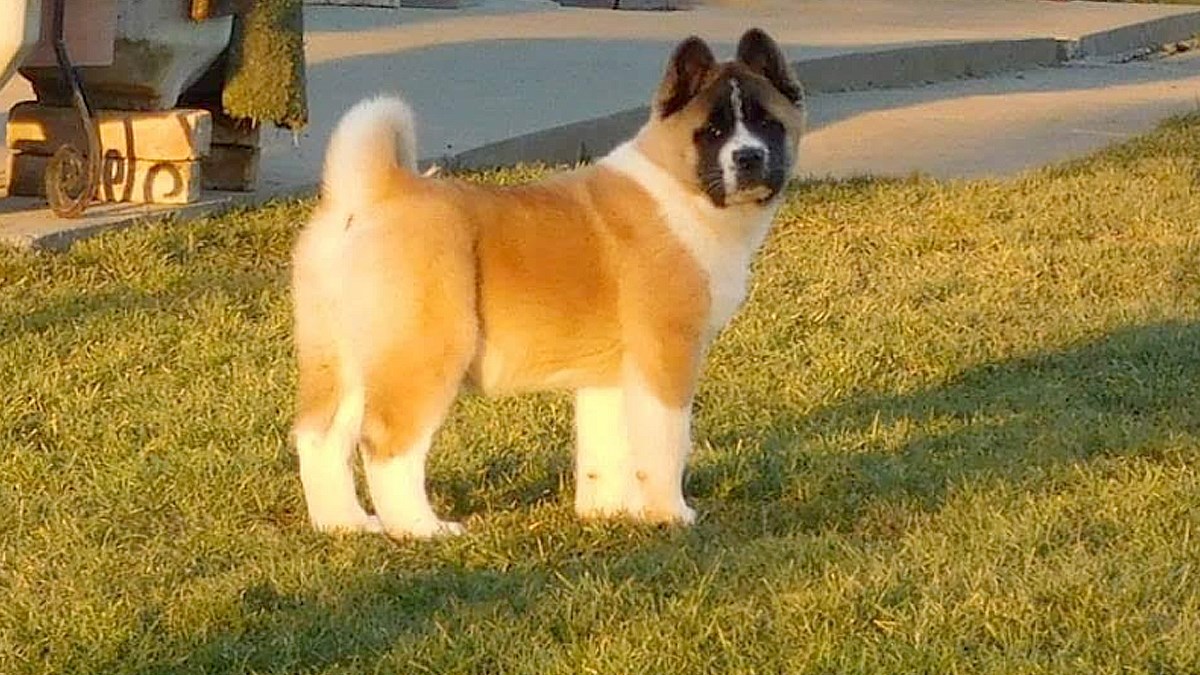 Upoznajte divne i posebne američke akite